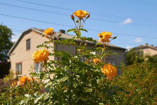 yellow rose on a background of the house,tall rose flowers on the background of the house