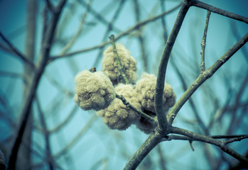 Close-up of Ripe cotton bolls on branch. Cotton silk tree, Kapok.