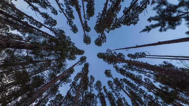 Panning shot looking upat the blue sky through forest pine trees in Australia
