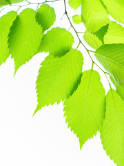 新緑のケヤキの葉