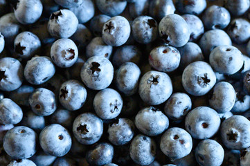 blueberry harvest ripe wild berry as background