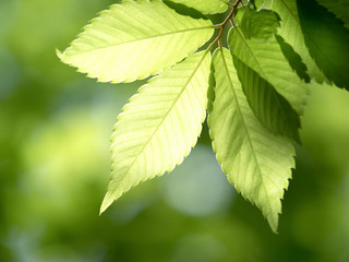新緑のケヤキの葉