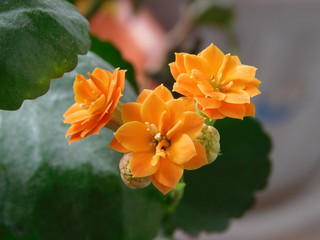 Kalanchoe flower