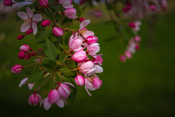 Fototapeta na wymiar Pink flowers on a flowering tree in the springtime