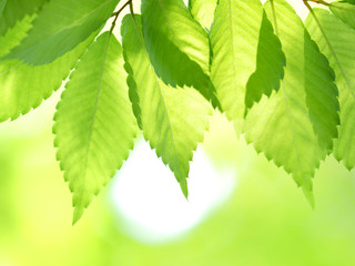 新緑のケヤキの葉