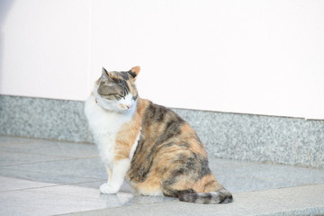 Fototapeta premium 猫（１０歳）