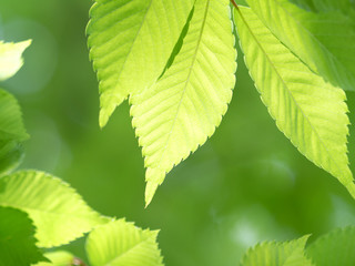新緑のケヤキの葉