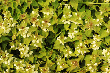 Blooming Sweet White Nettle (Lámium álbum)