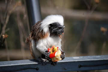 Ein Affe frisst einen Apfel