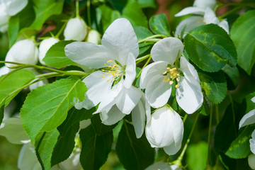 Blooming Apple tree, a variety with small fruits. White Apple flowers on a branch close-up. Beautiful natural spring flower background.