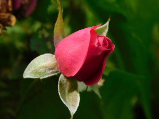 pink bud