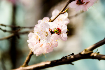 White flowers and buds of an apricot tree in spring blossom
