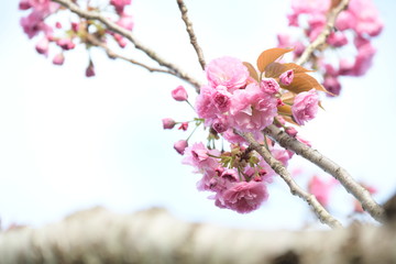 八重桜