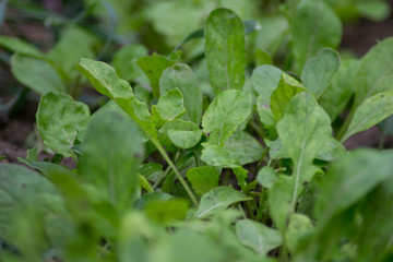 Arugula in the garden outdoors, green leaves background, edible herb, plant leaf, organic vegetable garden