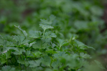 Fototapeta na wymiar Parsley in the garden outdoors, green leaves background, edible herb, plant leaf, organic vegetable garden