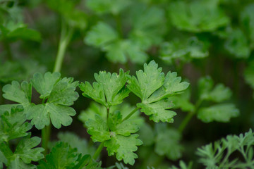Parsley in the garden outdoors, green leaves background, edible herb, plant leaf, organic vegetable garden