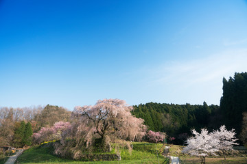 山里に桜咲く頃