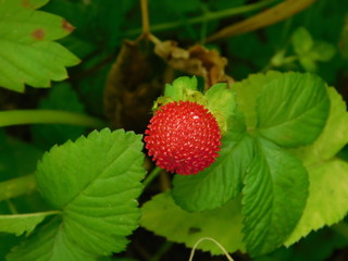decorative wild strawberry