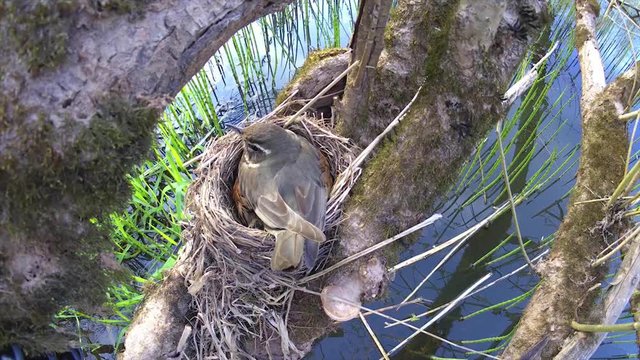 Thrush White-browed Turdus iliacus in nest. In spring, songbirds build nests and hatch chicks.