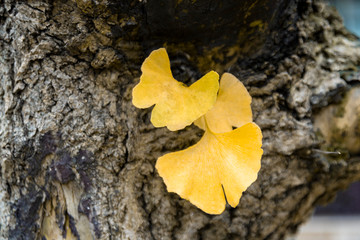 autumn leaves on tree