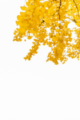 autumn leaves background