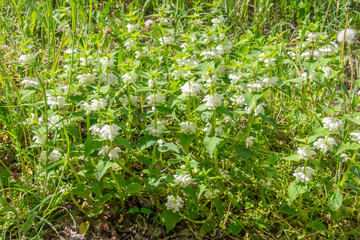 Lamium album, commonly called white nettle or white dead-nettle.