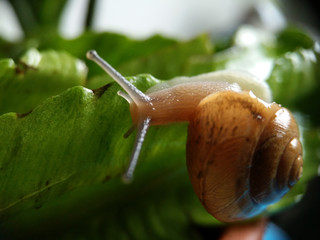 found a cute little snail eating in my garden