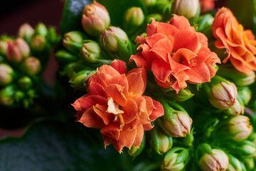 Blooming Kalanchoe flowers close-up.