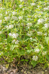 Lamium album, commonly called white nettle at sunny day.