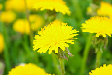 Yellow dandelions close-up in a spring meadow.