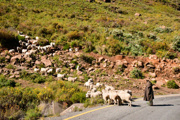 Lesotho王国をレンタカーで走った風景。壮大な山々と咲き乱れるコスモス、特徴的な農村部の家屋など見所が多い