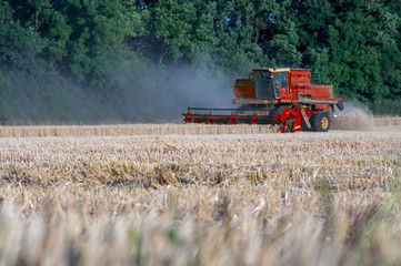 Combine machine is harvesting oats on working on a wheat cuts the field of mature ripe yellow wheat