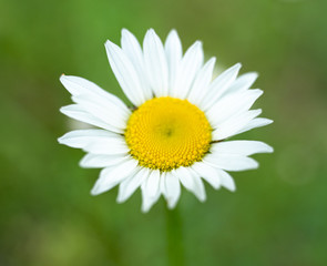 Obraz premium Camomile on a green background 