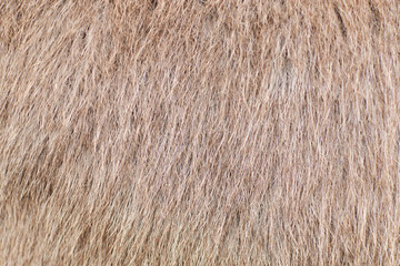 Background from wool, animal hair of light color.