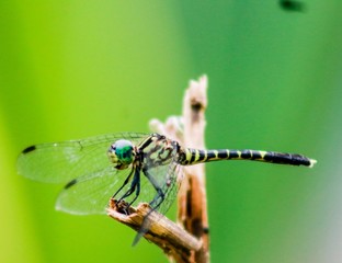 blue dragonfly 