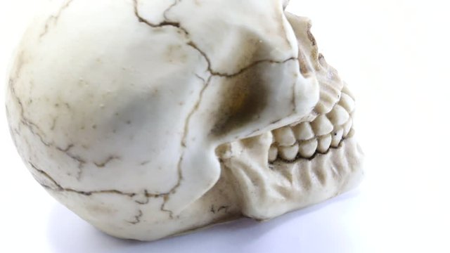 copy of a skull with eye sockets and gnashing teeth and it rotates on itself on a white background