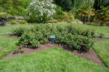 A star shaped rose bed in memory of Lord Mountbatten of Burma in Christchurch Park, Ipswich, UK