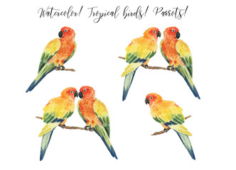 Set with beautiful watercolor parrots. Tropics. Realistic tropical birds. Parrots. White background. - 349457446
