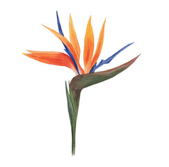 Beautiful watercolor tropical flowers. Tropics. Realistic tropical plants. Hibiscus. - 349457465