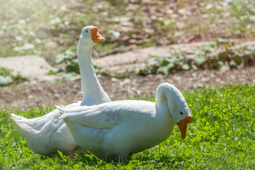 Two white geese eat grass on a green lawn