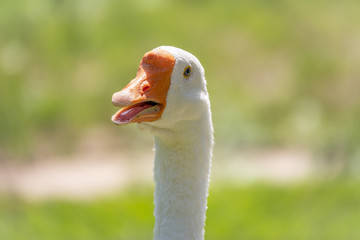 Portrait of Domesticated grey goose, greylag goose or white goose on green blured background with an open beak.