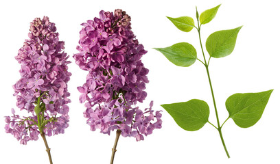 Lilac flowers branch on stem isolated on white background