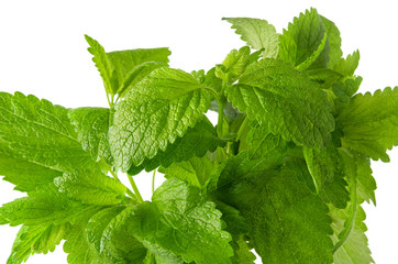Lemon balm, Melissa mint  green leaves isolated on white background