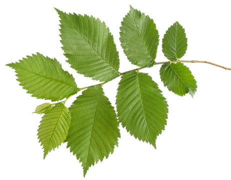 Hazelnut green fresh leaves on branch isolated on white background