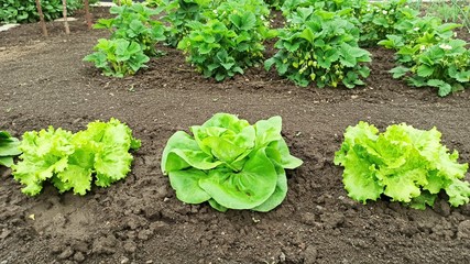 fresh green lettuce on field