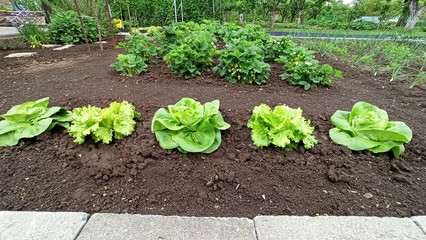 fresh green lettuce on field