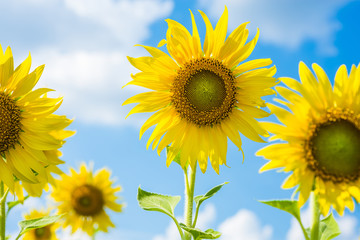 Close-up sunflowers in the field of sunflowers farm in sunny day with clear blue sky background.