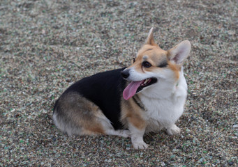 Happy Corgi dog on glass beach