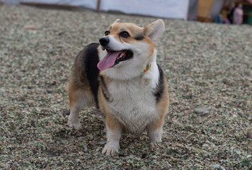 Happy Corgi dog on glass beach