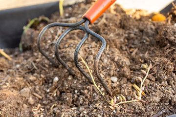 A closeup view of a garden cultivator tool on a pile of dirt.